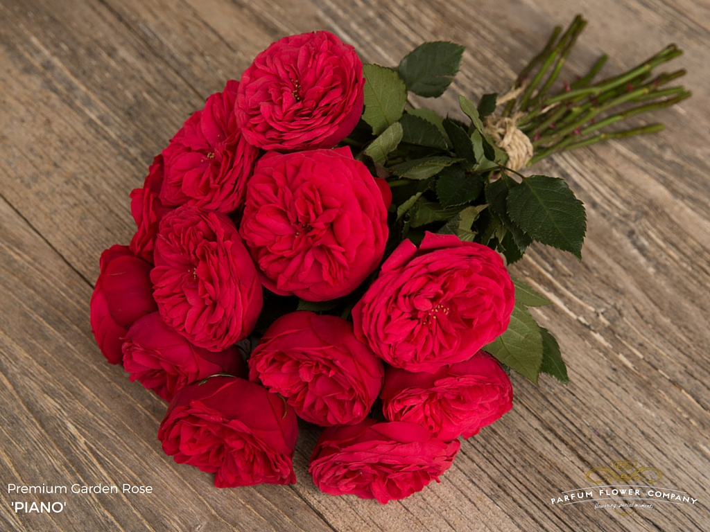 ROSE RED PIANO 50